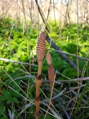 Equisetum arvense