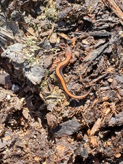 Plethodon cinereus image