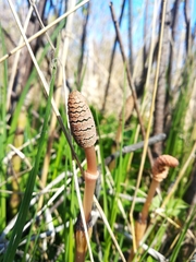Equisetum arvense