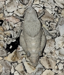 Phrynotettix robustus