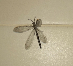 Neuroleon egenus