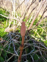 Equisetum arvense