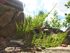 Equisetum arvense
