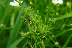 Microbotryum stellariae