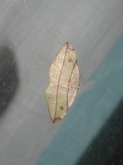 Hypochrosis hyadaria