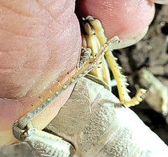 Phrynotettix robustus