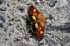 Pyrausta falcatalis