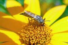 Coelioxys alternatus