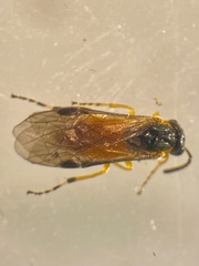 Athalia circularis