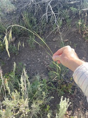 Bromus porteri