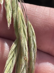 Bromus porteri