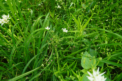 Microbotryum stellariae