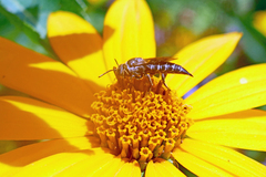 Coelioxys alternatus