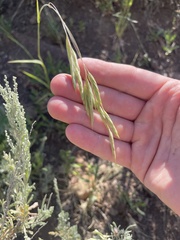 Bromus porteri