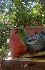 Amazona autumnalis diadema