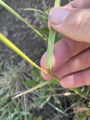 Bromus porteri