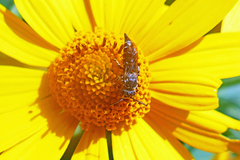 Coelioxys alternatus
