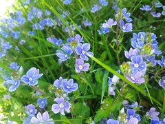 Veronica chamaedrys