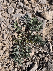 Astragalus minthorniae