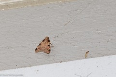Aglossa costiferalis