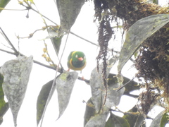 Chlorophonia flavirostris