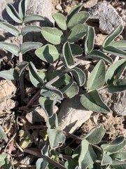 Astragalus minthorniae