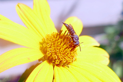 Coelioxys alternatus