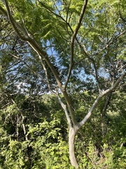 Conzattia multiflora