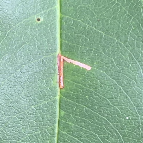 Apple Skeletonizer Moth photo 3