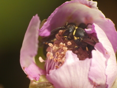 Hylaeus communis