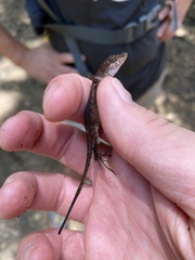 Anolis apletophallus