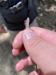 Anolis apletophallus