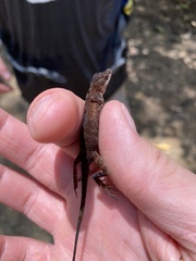 Anolis apletophallus