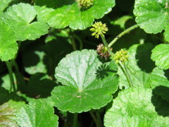 Hydrocotyle bonplandii