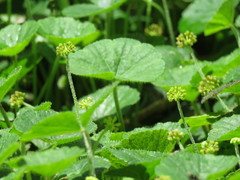 Hydrocotyle bonplandii