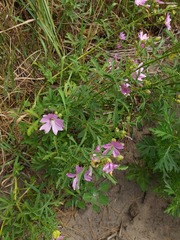 Malva excisa