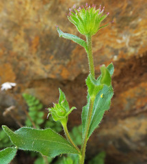 Erigeron leibergii