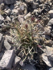 Blepharidachne kingii