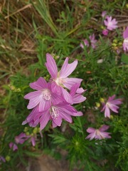 Malva excisa