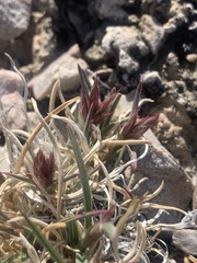 Blepharidachne kingii