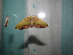 Omiza