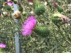 Cirsium vulgare