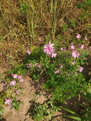 Malva excisa