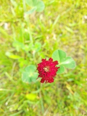 Trifolium incarnatum