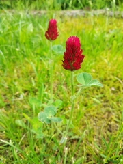 Trifolium incarnatum