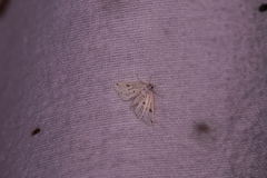 Parapoynx allionealis