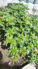 Mirabilis jalapa