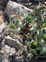 Symphoricarpos longiflorus