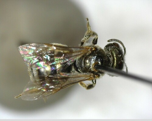 iNaturalist observation photo of Tripartite Sweat Bee