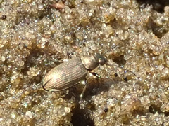 Bembidion striatum